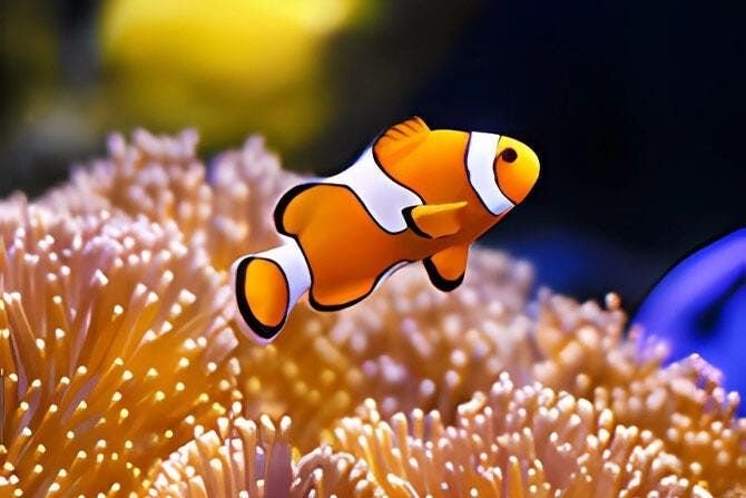 Clownfish sheltering in an anemone in a healthy marine aquarium